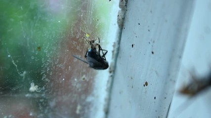 Tiny spider catching promptly fly in its web and eating to survive, food chain