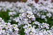 © ALIAKSEI - Flowers arabis close-up, white, field.