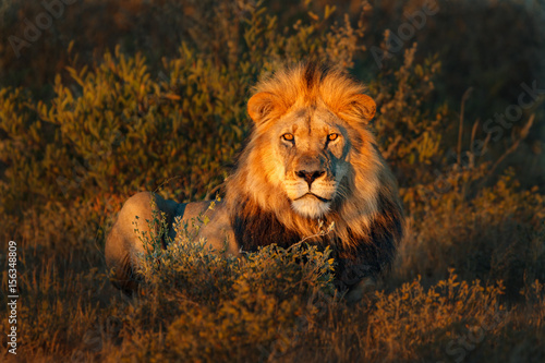 Zdjęcie XXL lew spustoszony w zwartym buszu (Panthera leo)