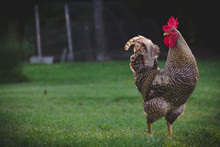 Barred Rock Rooster Chicken
