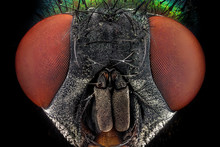 Full Frontal Portrait Of A Common Green Bottle Fly Magnified Through A Microscope Objective..Real Life Frame Width Is 2.2mm
