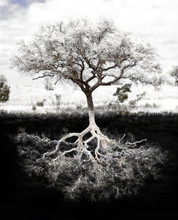 Tree Roots: Concept Is Strong Foundation And Roots, Family, Health, Mental Health, Growth And Success In  Wealth.