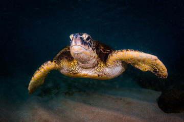 Hawaiian Green Sea Turtle swimming in the Pacific Ocean of Hawaii