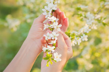 Woman's Hands Gentle Touch To Flowers Of Tree Branches In Spring Sunlight.