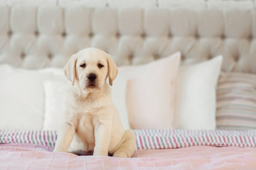 Wall Mural - Labrador puppy sit on the bed