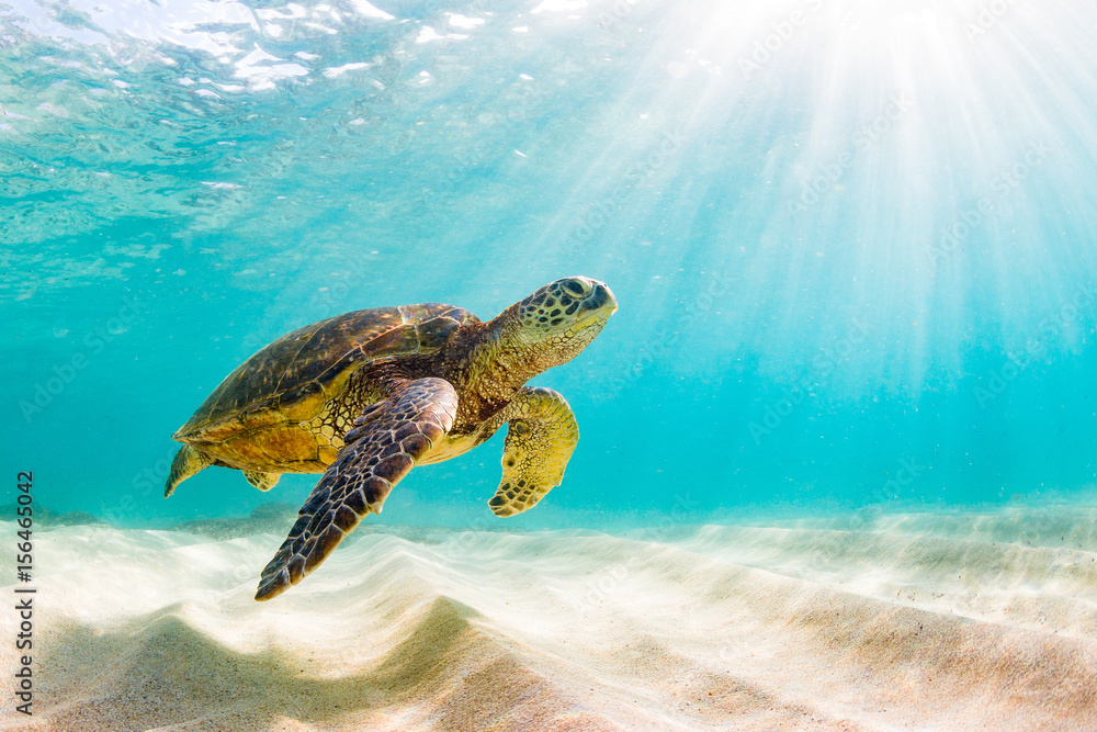 An endangered Hawaiian Green Sea Turtle cruises in the warm waters of the Pacific Ocean in Hawaii. - obrazy, fototapety, plakaty 