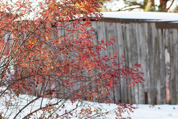 Tree and red leaves in a winter