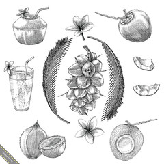 Coconut collection hand drawing vintage style