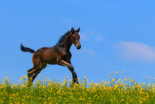 Warmblood Foal Running Over A Pasture