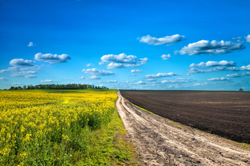 Green Field and Beautiful Sunset