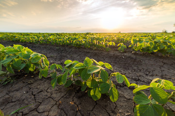  Agricultural soy plantation on sunny day - Green growing soybeans plant