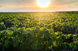  Agricultural soy plantation on sunny day - Green growing soybeans plant