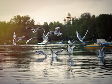 Flock Of Seagulls Over The Water. The Urban Landscape Of Pond, Green Trees, The Dome Of The Church