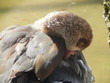 © sasha - anatra che dorme sul lago