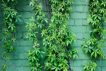 Ivy Plant On The Background Of Green Brick Wall.