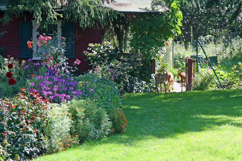 Rehe Im Garten Kaufen Sie Dieses Foto Und Finden Sie Ahnliche