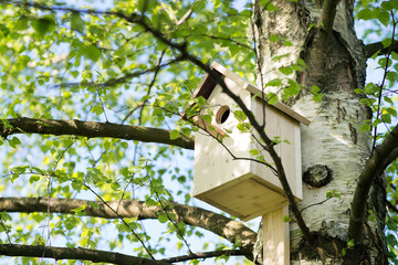 Birdhouse on a birch tree, hand made