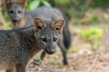 Wall Mural - Südamerikanischer Krabbenfuchs im Pantanal