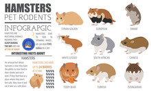 Hamster Breeds Icon Set Flat Style Isolated On White. Pet Rodents Collection. Create Own Infographic About Pets