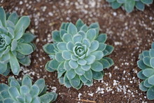 Silvery Green Rosettes Of The Echeveria Succulent Plant