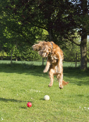 Wall Mural - Sprocker in mid air after missing red ball