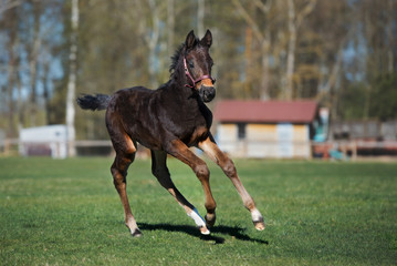 Wall Mural - brown foal runs outdoors in summer