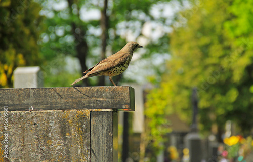 Fotografía song thrush (Turdus philomelos) sitting on the tombstone