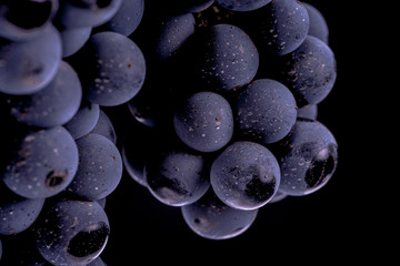 Close-up, berries of dark bunch of grape  in low light isolated on black background