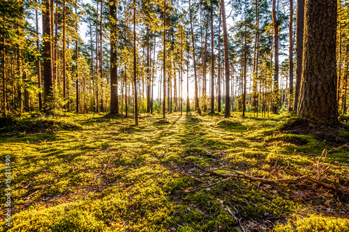 Obraz na plátně  Sunrise in pine forest