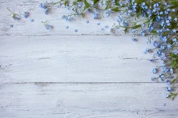 Wall Mural - Forget-me-not flowers on a white wooden background, copy space