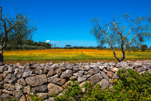 Mediterranean Landscape Whit Olive Trees, Red Poppies, Yellow Daisies And Stone Walls In Salento, Italy