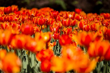 Brightly colored tulips shot at Ottawa tulip festival in Ontario Canada. The mixed bed cultivated flowers supply a color explosion that dazzles in the early spring time sun.