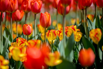 Brightly colored tulips shot at Ottawa tulip festival in Ontario Canada. The mixed bed cultivated flowers supply a color explosion that dazzles in the early spring time sun.