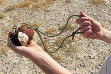 Ancient Weapon - Sling For Stone Throwing.