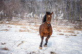 Fototapeta Konie - Brown horse running through a snowy pasture