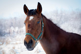 Fototapeta Konie - Portrait of a beautiful bay horse