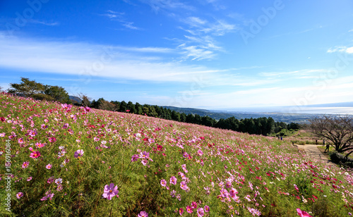 コスモス畑 長崎県諫早市白木峰 Stock 写真 Adobe Stock コスモス畑 長崎県諫早市白木峰 Stock 写真 Adobe Stock