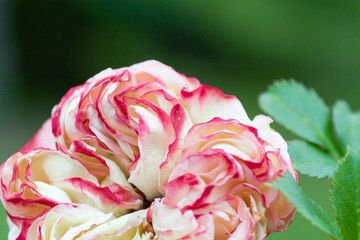 beautiful ancient climbing rose, pierre de ronsard