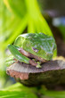 Green tropical frog toad sleeping on rock