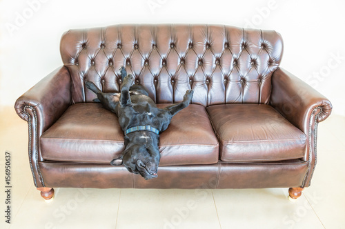 A Black Staffordshire Bull Terrier Dog Asleep On A Brown A Black Staffordshire Bull Terrier Dog Asleep On A Brown