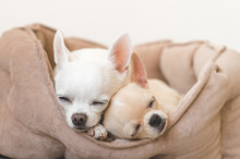Two Lovely, Cute And Beautiful Domestic Breed Mammal Chihuahua Puppies Friends Lying, Relaxing In Dog Bed. Pets Resting, Sleeping Together. Pathetic And Emotional Portrait. Father And Daughter Photo.