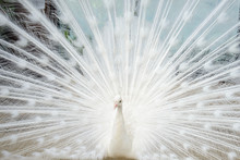 White Peacock With Tail Spread