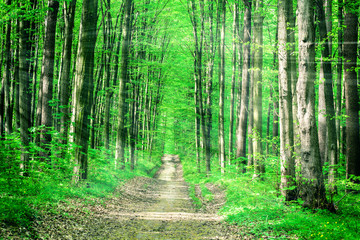 Naklejka na meble spring forest trees. nature green wood sunlight backgrounds. sky