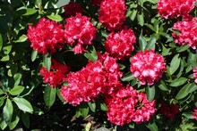 Red Rhododendron Flowers Bloom In The Spring Sunshine