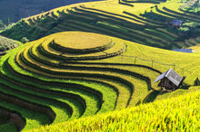 Rice Fields On Terraced Of Mu Cang Chai, YenBai, Vietnam. Rice Fields Prepare The Harvest At Northwest Vietnam