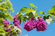 Branch Of Purple Lilac On Background Of Blue Sky. Spring, The Bright Sun, The Lilac Bush.