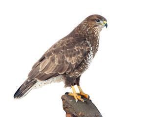 Wall Mural -  Common Buzzard (Buteo buteo) on white