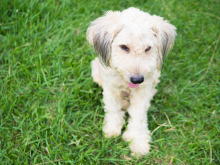 Cute single long hair dog sitting on green grass focusing at the face