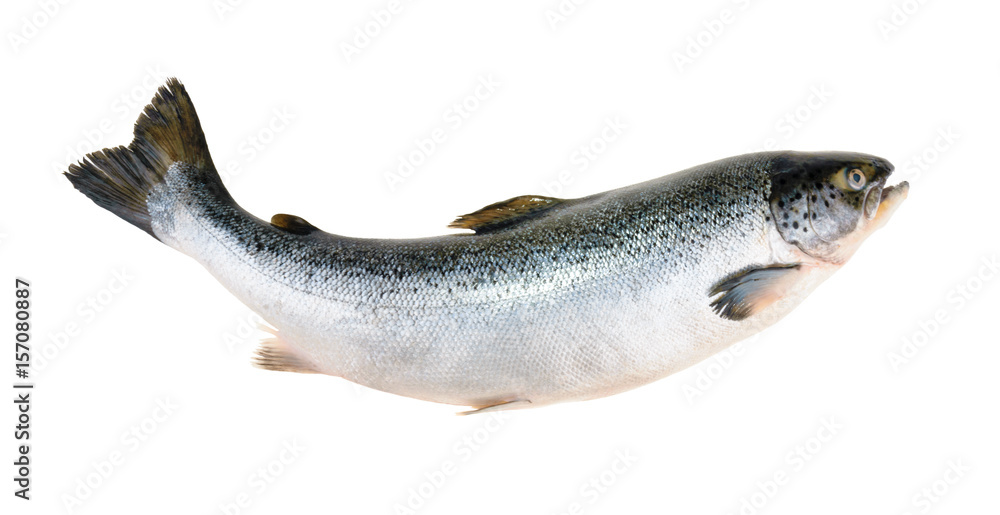 Salmon fish isolated on white without shadow - obrazy, fototapety, plakaty 