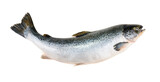 Fototapeta  - Salmon fish isolated on white without shadow